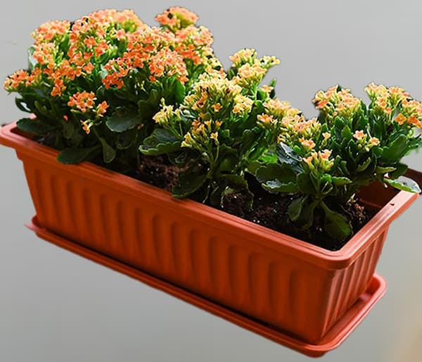 تصویر 3 از خرید گلدان بزرگ گلخانه ای + قیمت فروش استثنایی